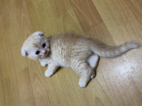 Sütten kesildiler scottish fold