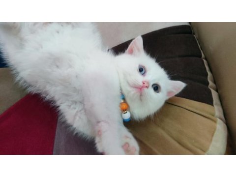 British shorthair minnak erkekler