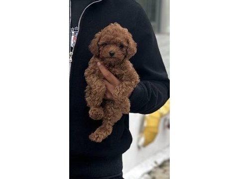 Toy poodle