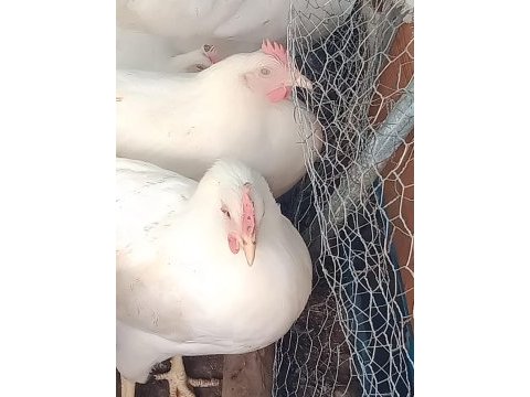 Yumurta tavuğu