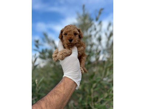 Kore toy poodle erkek ve dişi