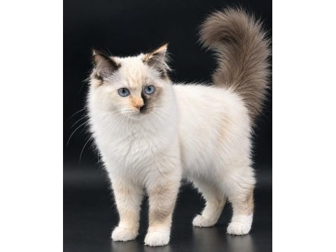 Safkan ragdoll yavrular