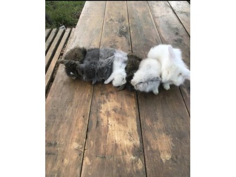 Safkan hollanda lop tavşan yavruları