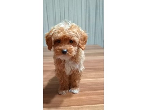 Tüy dökmeyen maltipoo yavru