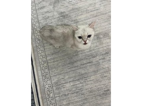 2 yaşında dişi british tüm aşıları kontrolleri yapıldı