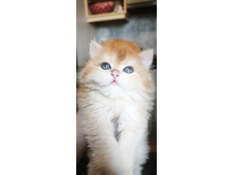 Show kalite dişi british longhair