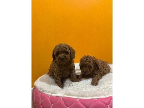 Mini poodle yavrularımız yeni yuvalarını arıyor