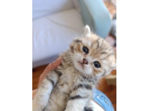 1tane british longhair