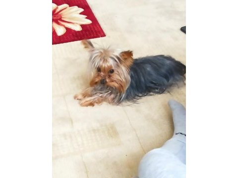 Özel sebeplerden dolayı yorkshire terrier
