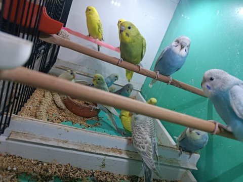 Yavru ve yetişkin muhabbet kuşları