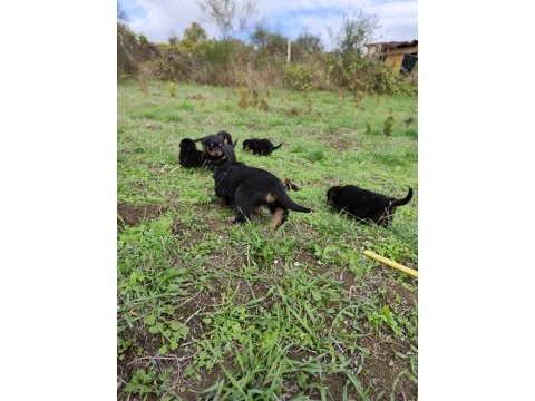 Kıf onaylı a scrli rottweiler yavrular