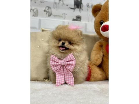 Mini teddy bear pomeranian boo