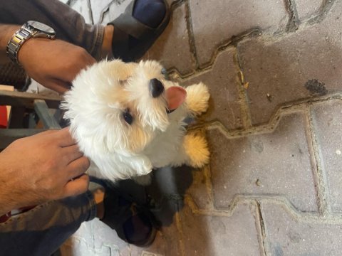 Yavru maltese terrier