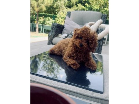 6 aylık 1200 gr tea cuo kore poodle yavrumuz