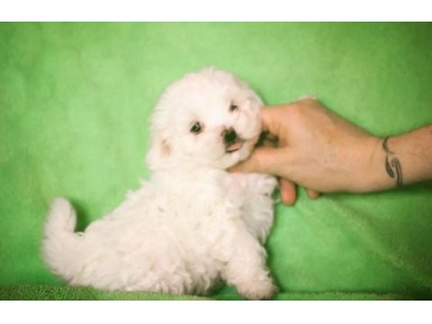 Kore maltese a class
