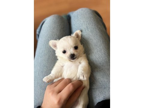 Elma kafa küt burun en mini boy beyaz dışi bebek şivava