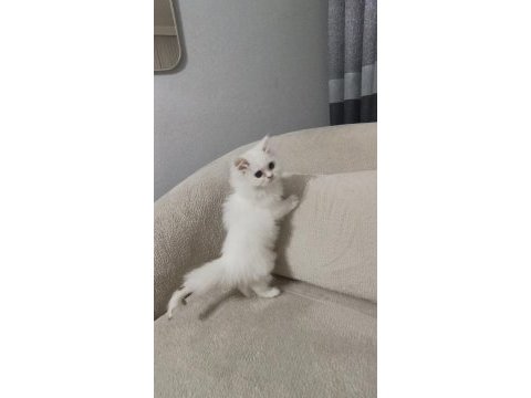 British longhair bebek