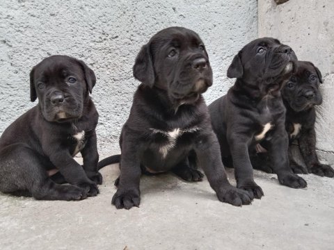Çipli ve şecereli cane corso yavrularımız