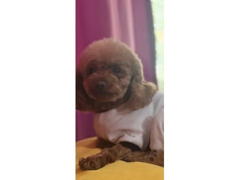 Poodle kızımız