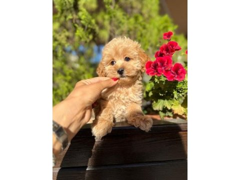 Orjinal güler yüzlü maltipoo yavrum