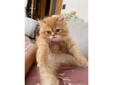İki buçuk aylık erkek kedimiz sahiplendirecektir