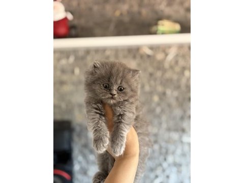 Bebek yüz brıtısh longhaır yavrularım 