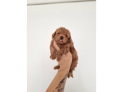 Red brown erkek lekesiz toy poodle garantili