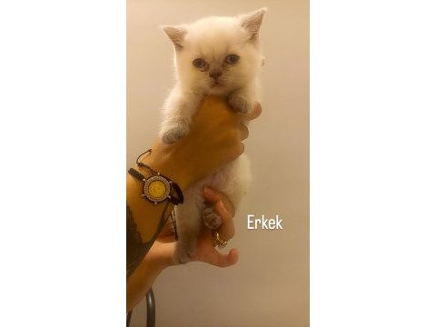 Teslime hazır dişi erkek british kediler
