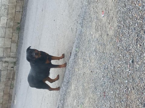 Koca kafa macar rottweiler yavrular sahiplendirilecektir