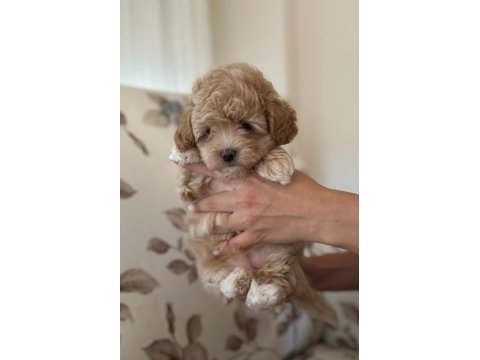 Dişi maltipoo yavru