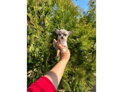 Şivava (chihuahua)