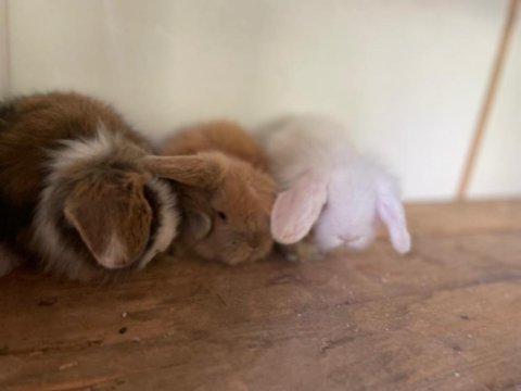 Yavru lop tavşanları