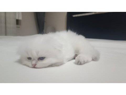 Scottish fold dişi yavru