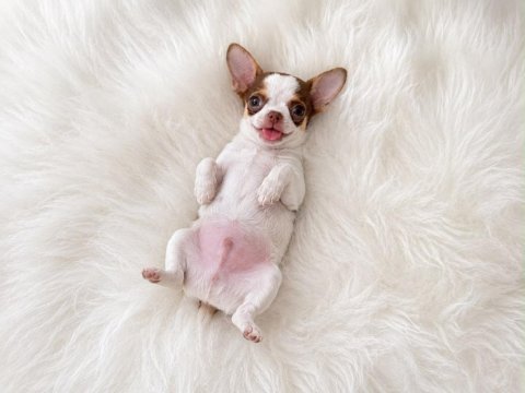 Wc eğitimli mini boy chihuahua