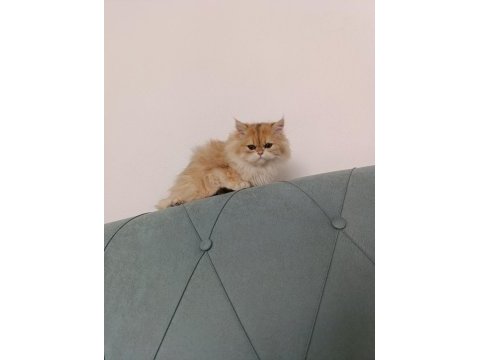 Güzel tıp orange british longhair