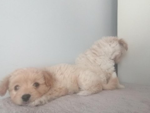 Muhteşem maltipoo bebek köpekler