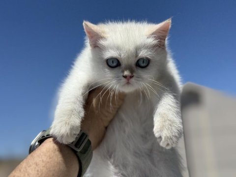 Çok özel beyaz mavi gözlü british shorthair ler