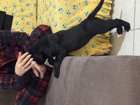 Kifşecereli cane corso
