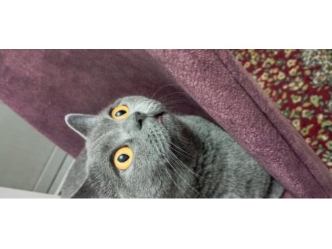 1.5 yaşında dişi kısır british shorthair