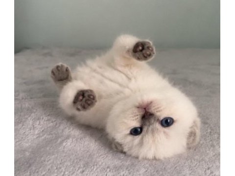 Aaa kalite sıfır kulak scottish fold prensesim