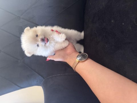 Alanya pomeranian boo köpeğimiz