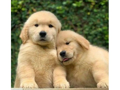 Golden retriever adrese teslim kapıda ödeme yapabilirsiniz