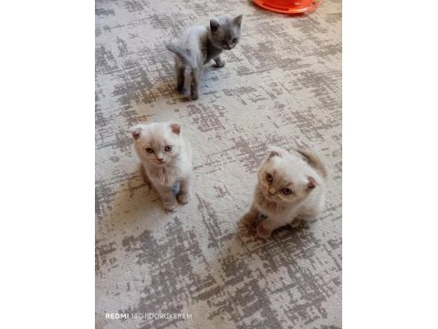 2 aylık miniklerimiz yuva arıyor safkan anne babadan olma