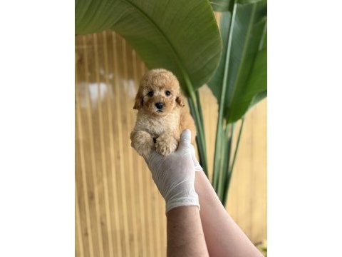 Poodle referans yavrular