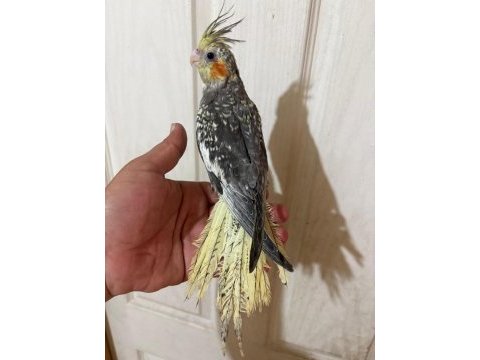 63 günlük full evcil kusursuz sultan papağanı bebek