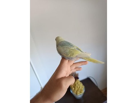 Ele alıştırmalık yeni sahibini bekleyen 3 kardeş yavru