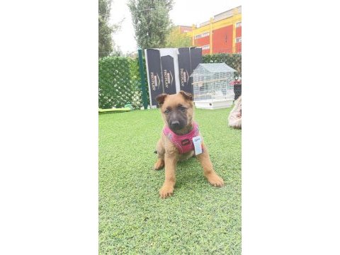 2.5 aylık malinois tuvalet eğitimi var agrasifliği yoktur