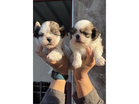 Sihihtzu yavrular ruhsatlı çiftlik 