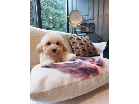 Akıllı ve tüy dökmeyen karakteriyle maltipoo yavrusu