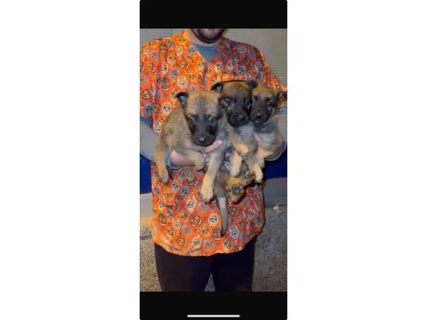 Safkan belçika malinois yavrular